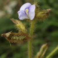 Calopogonium mucunoides Desv.